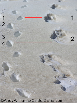 Rocky Mountain Bigfoot Tracks