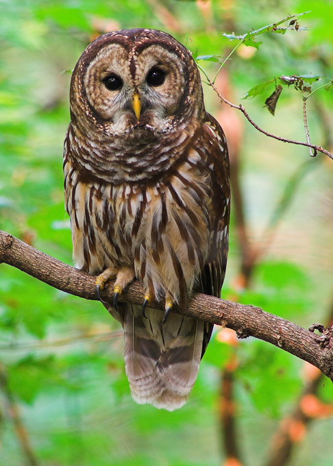 barred owl