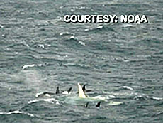 white orca1