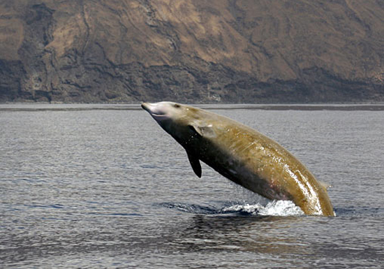 beaked whale