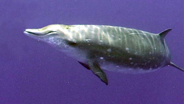 beaked whale