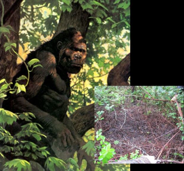 eDNA, Footprints and the Biological Bigfoot: Comments on an