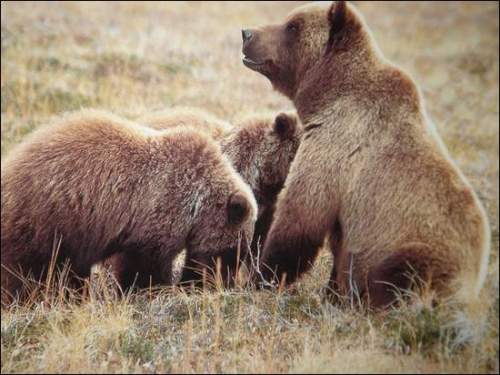 Colorado Grizzly