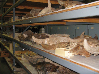 bisonskulls162.jpg