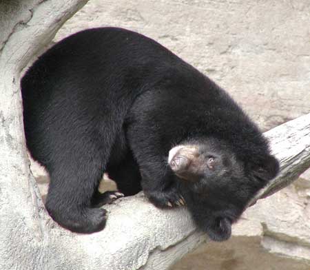 Black Bear Asian Cub