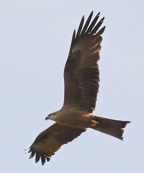 Black Kite