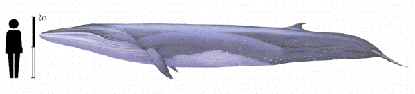 Bryde's whale