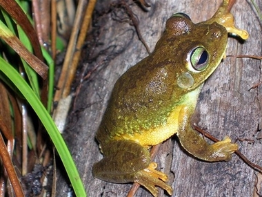 Eleutherodactylus Frog