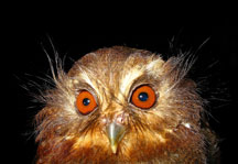 long-whiskered owlet