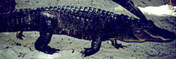 highwalkgator1