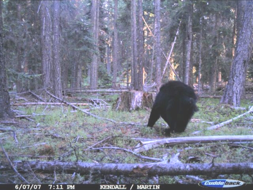 Mt. Hood Mystery Photo