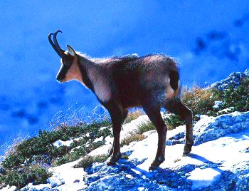 Chamois