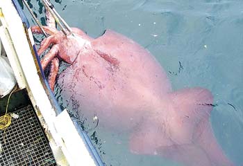 Colossal Squid