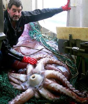 Colossal Squid