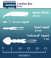 Colossal Squid