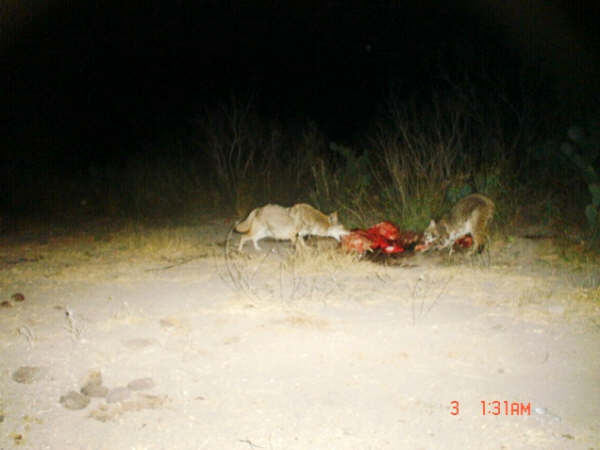 coyotecat