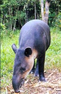 critters-tapir.jpg
