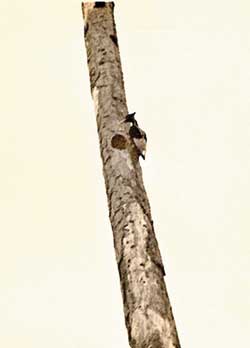 Cuban Ivory-billed Woodpecker