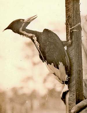 captive Ivory-billed Woodpecker