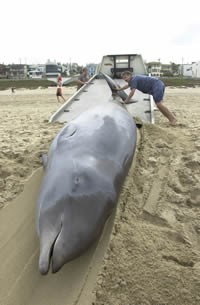 Beaked Whale