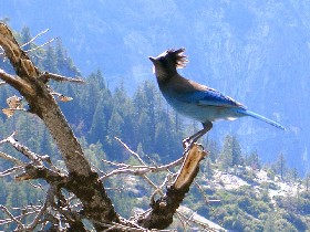 ess_steller_jay.jpg