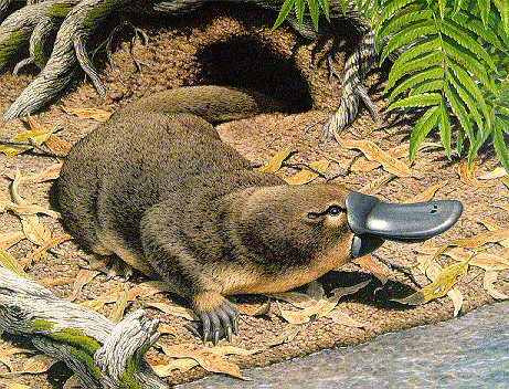 platypus