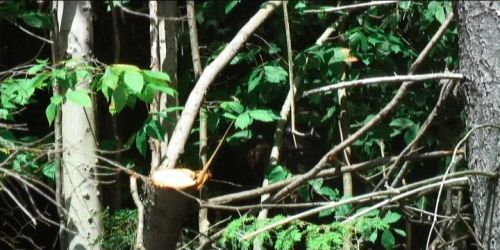 New Hampshire Bigfoot Video Footage