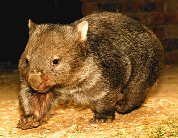 wombat2