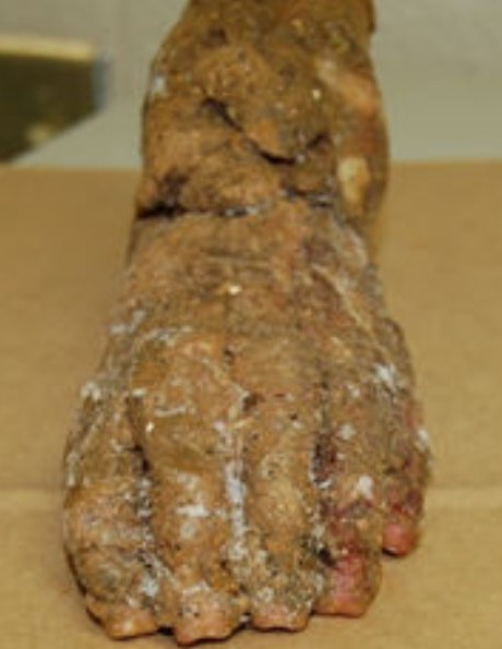 Virginia Mystery Ape Foot