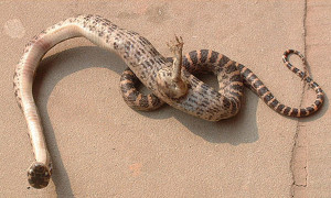 footed_snake