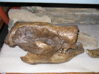 fossilskull167.jpg