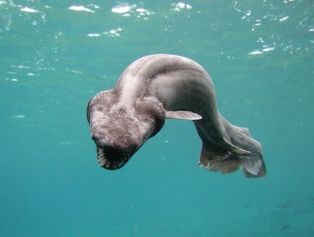 Japanese frilled shark