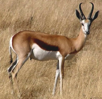 Springbok