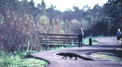 gatorland3