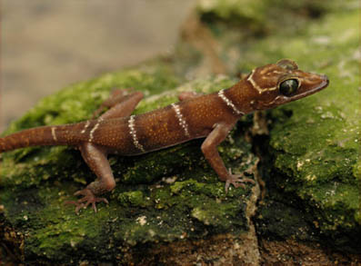 gecko-cambodia_new.jpg