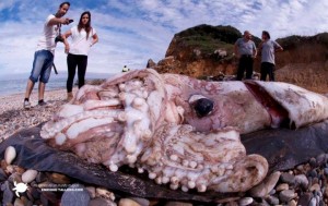 giant-squid-enrique-talledo1