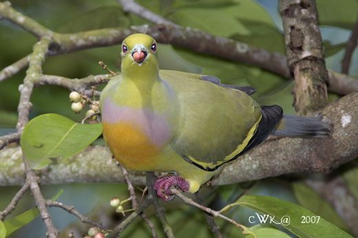 green pigeon2