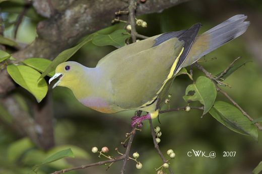 green pigeon1