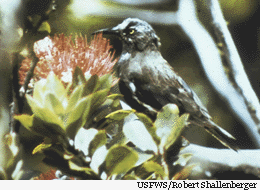 obit hawaii bird