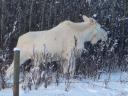 white moose montana1