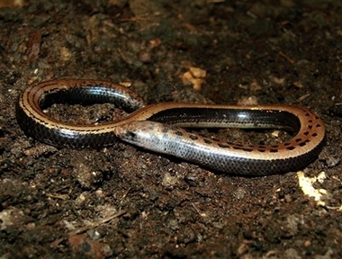 India Limbless Lizard