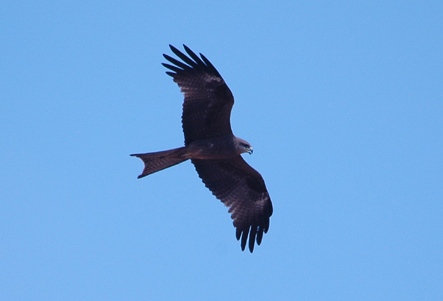 Black Kite