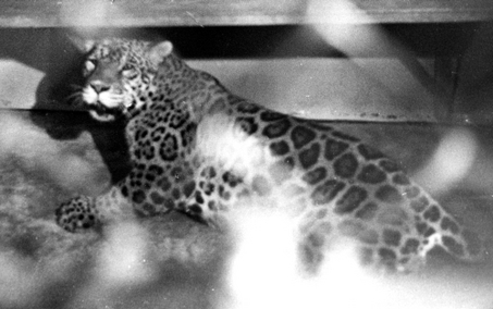 ball zoo jaguar