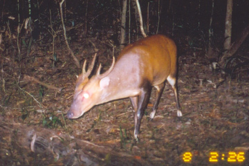 large-antlered muntjac