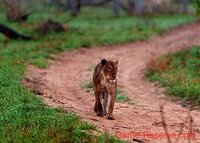 lioness_in_road.jpg