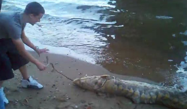 East River Monster