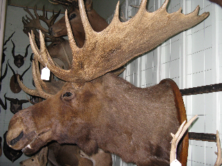 moose169.jpg