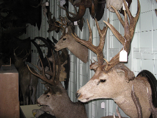 moredeer163.jpg