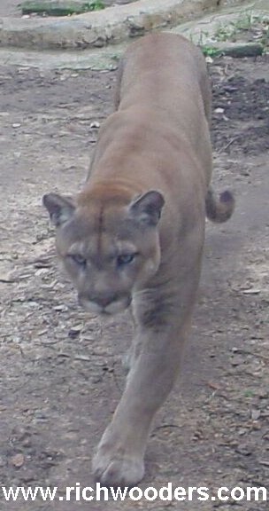 Wisconsin Mountain Lion photo hoax