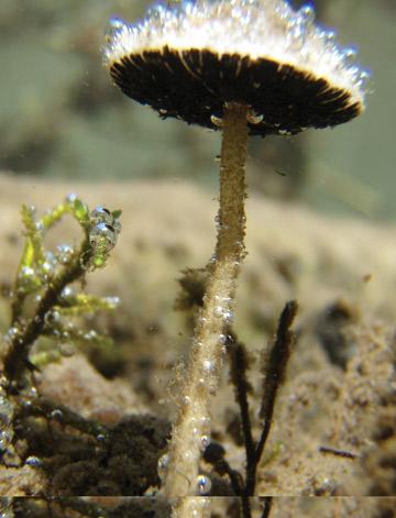 underwatermushroom